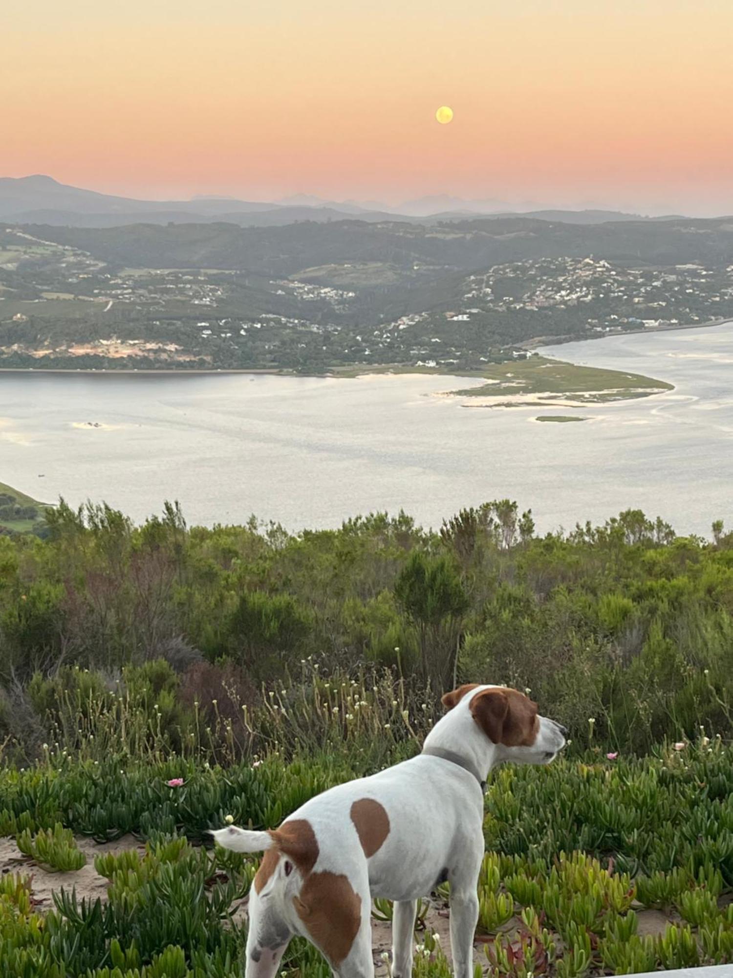 Die Uitzicht Guesthouse - Knysna Esterno foto